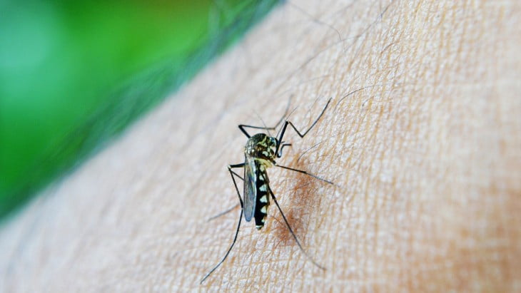 Condomínios devem intensificar o combate ao mosquito da dengue no verão